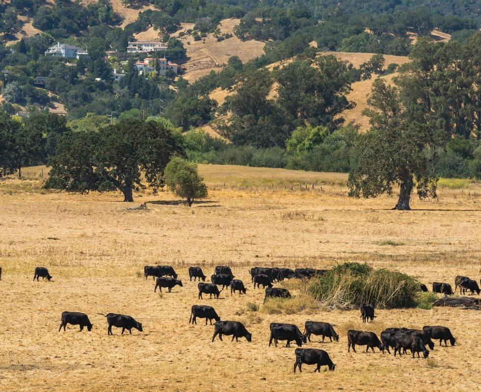 IPX1031-Farmland-and-Agriculture 02